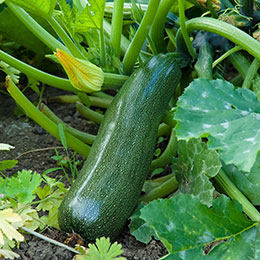 Diamant Hybride F1 Courgette